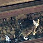 Котенок на рельсах метро