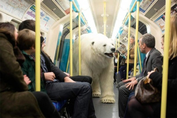 Белый медведь гулял по лондонскому метро