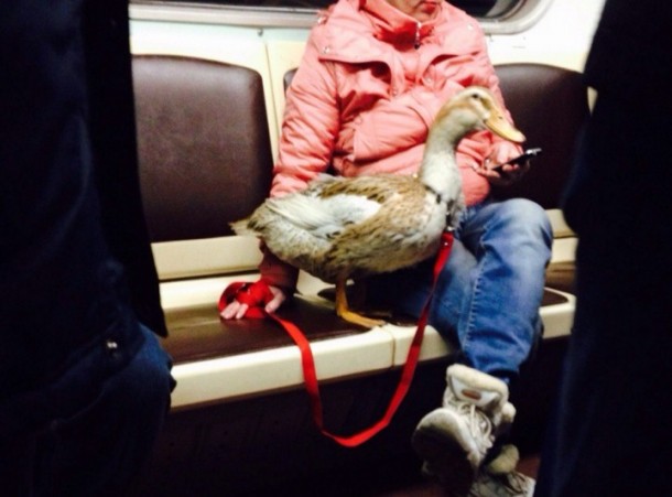 Из петербургского метро выгоняют женщину с гусем