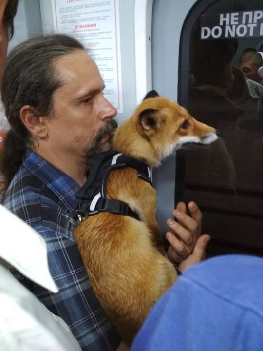Фотофакт. В метро Киева проехала лиса